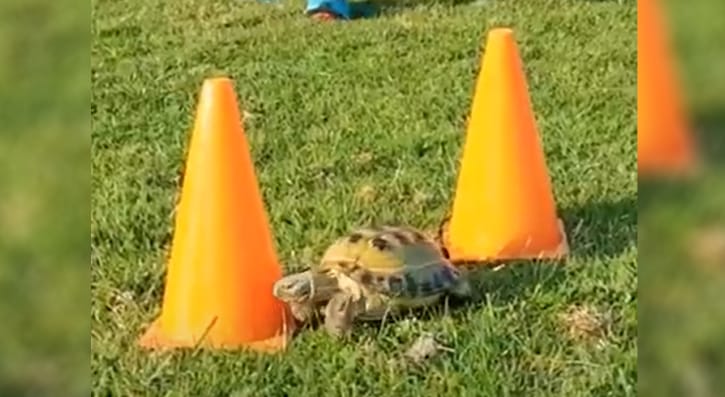 Sheldon, a Horsfield Tortoise from SERC Lisburn Campus Animal Care, tried his hand at agility training recently, the results are quite surprising. 